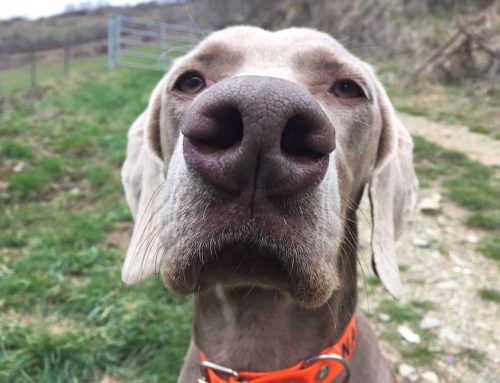 Vacaciones con mascota en Camping Verneda