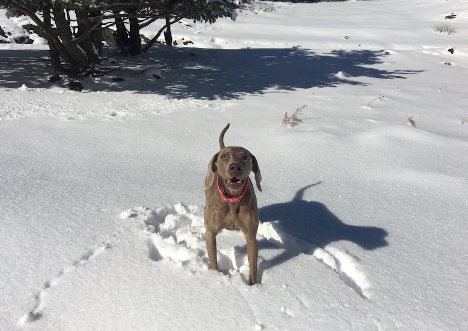 animal_lovers_baqueira_beret_verneda_mountsain_resort_val_d_aran