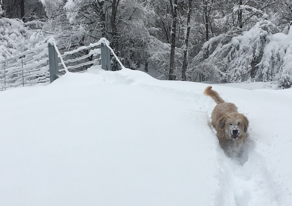 animal_lovers_verneda_mountain_resort_turismo_activo_pet_friendly_bungalows_val_d_aran