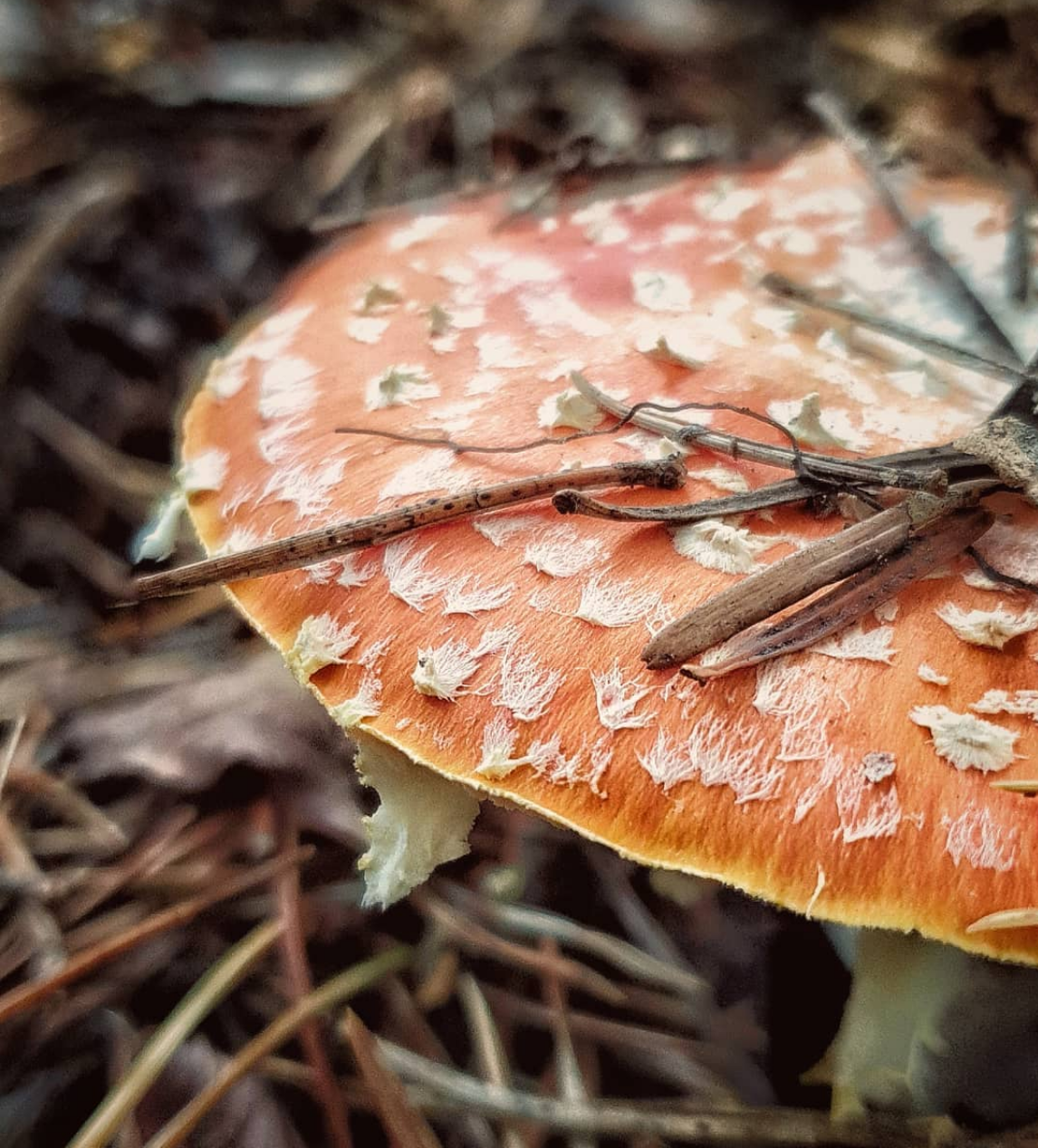 micología en la Val d'Aran