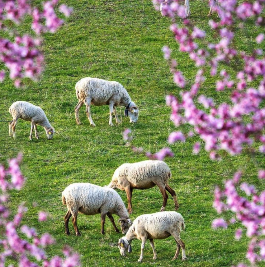 Camping Verneda la alternativa e la val d'aran