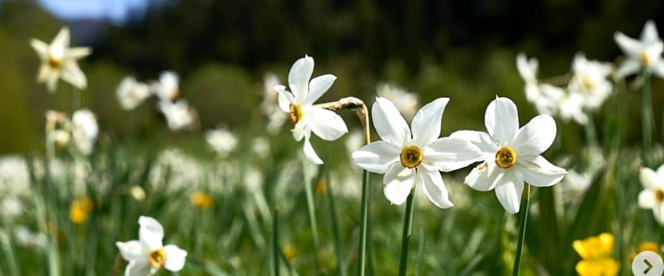 primavera en aran
