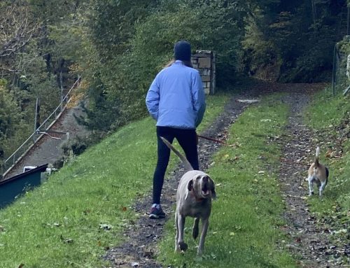 Vacaciones con tu mascota en Camping Verneda en la Val d’Aran