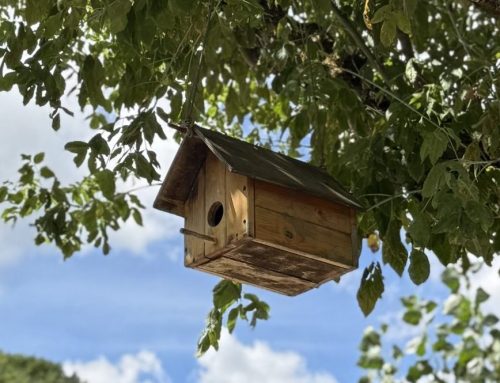 Flores de primavera en la Val d’Aran: guía natural