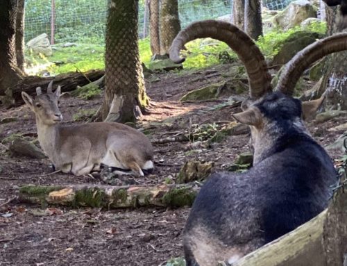 Val d’Aran en mayo: qué hacer en primavera