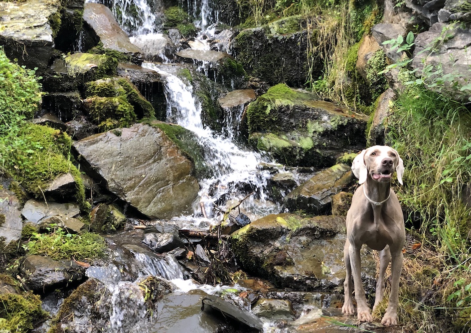 Restaurantes petfriendly en la Val d’Aran